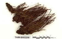 藏品(直葉金髮苔)的圖片